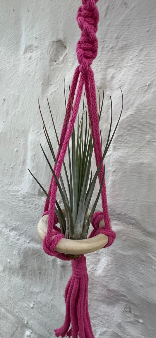 The Aloe